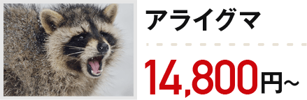 アライグマ:14,800円~